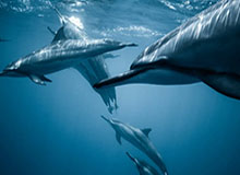 华体会官网：体育世界的一站式体验，点亮你的热血每一天